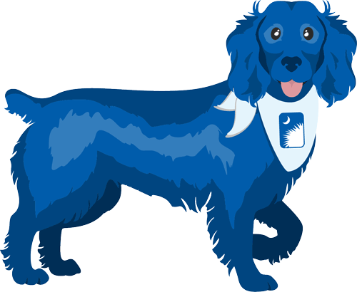 blue boykin spaniel